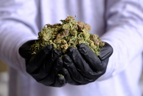 Cannabis waste solutions services