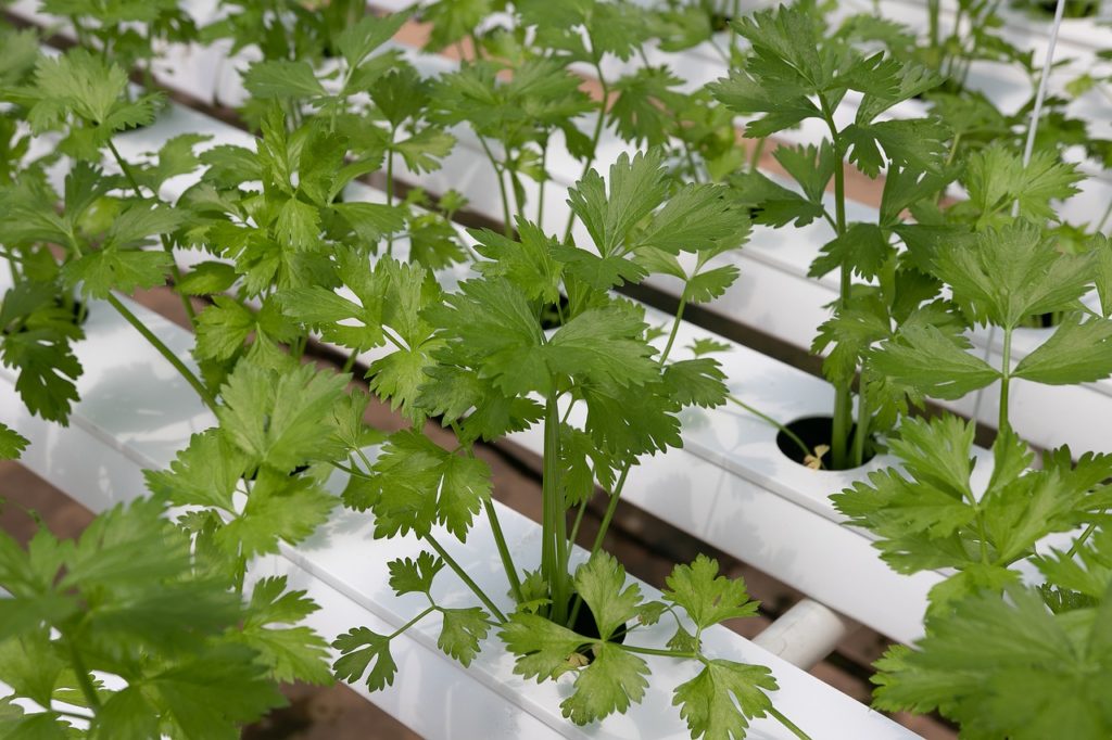 are hydroponic nutrients safe?