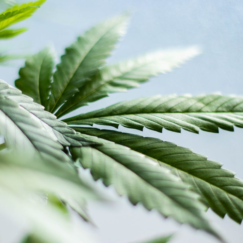 what to do with cannabis trim