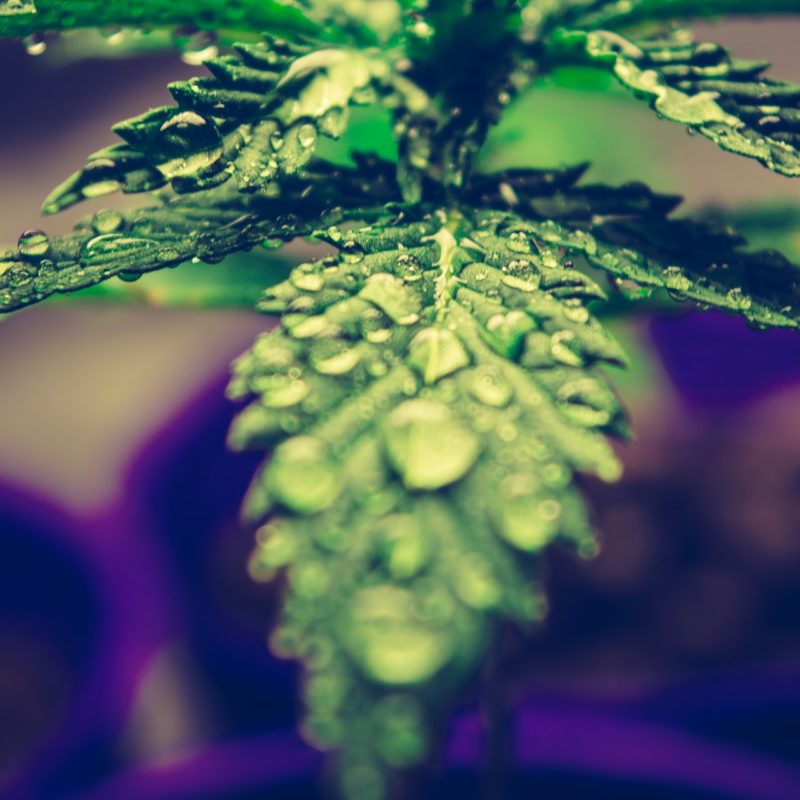 Tips for Automating Cannabis Irrigation